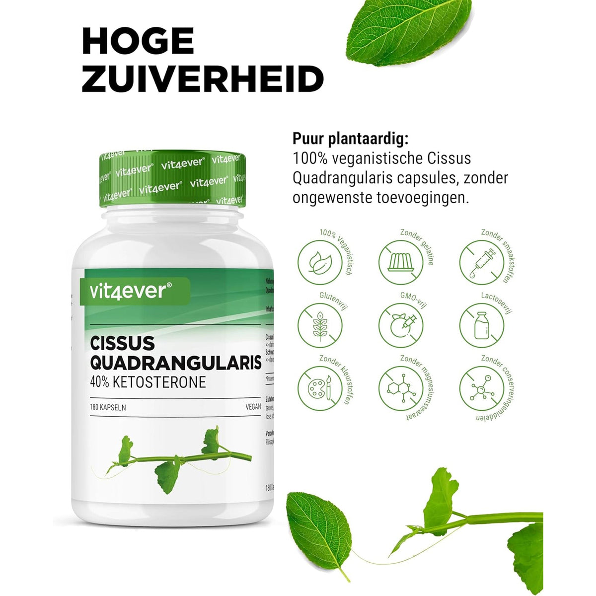 Cissus Quadrangularis Extrakt | 40% Ketosteron | Vit4ever